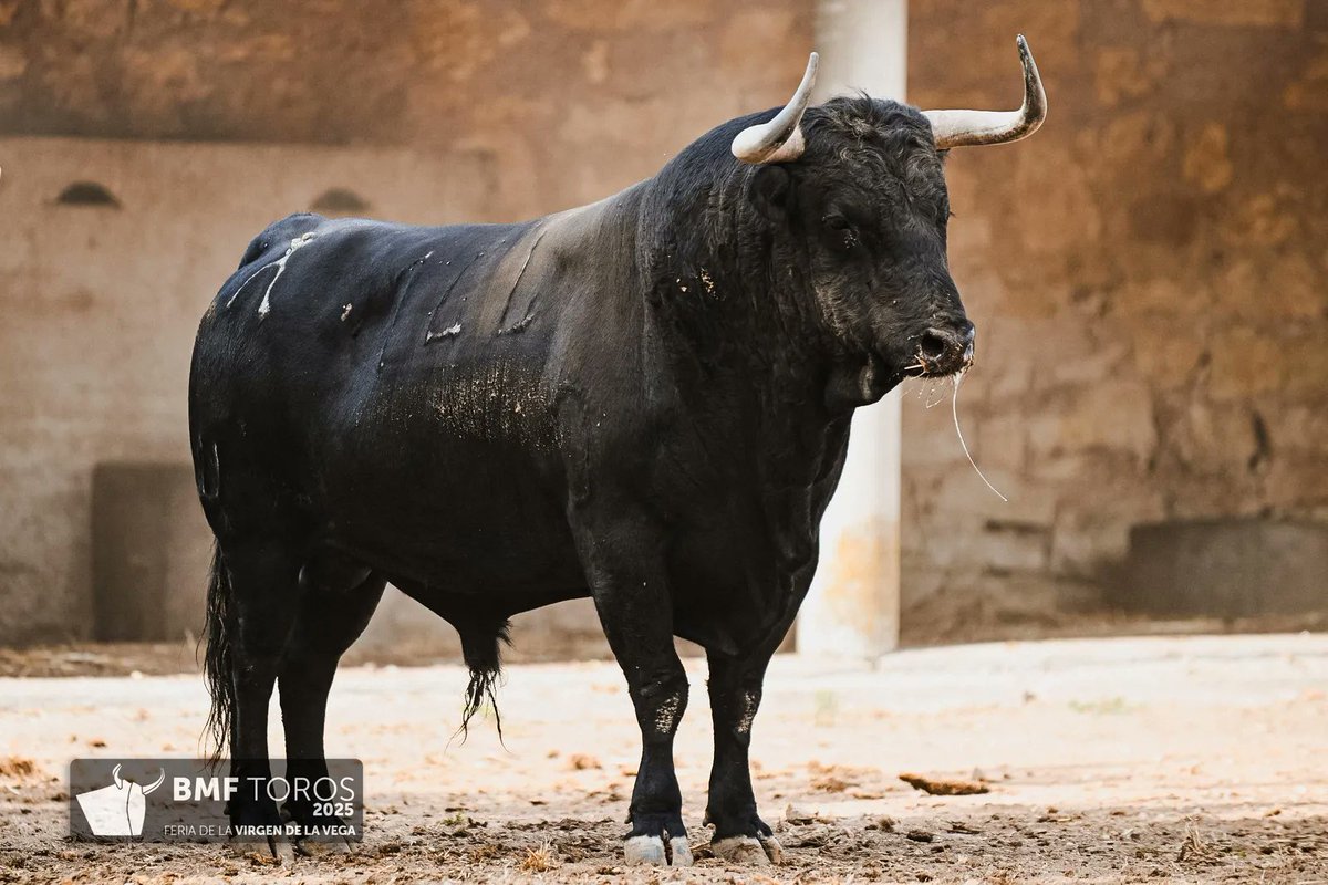 La P.C.T. Albero Charro otorga la VI Edición del Premio al Toro Mejor Presentado de la Feria Taurina de la Virgen de la Vega 2025 de Salamanca, patrocinado por Cetárea Salmantina al toro 'Vigarro', herrado con el nº 144, de la ganadería salmantina de Vellosino.