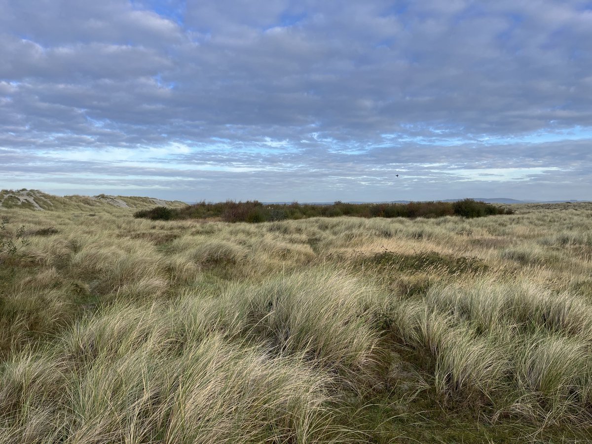 After HOURS of searched, finally found a Yellow-Browed Warbler on the Selsey Peninsula this morning with <a href="/PeterAlfrey/">Peter Alfrey</a> at the ever rare looking East Head, West Wittering! Pallas’s next ! <a href="/SelseyBirder/">Selsey Birder</a>