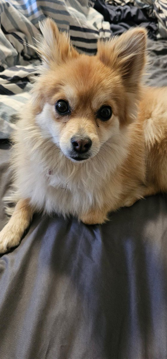 hubmappr's tweet photo. @twaniimals https://t.co/LBJR3CEJw1