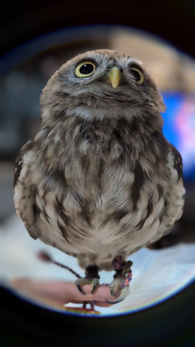 最近は肩にぴょんと乗ってから飛び去ったりと慣れてきてくれた様子
まんまるみみちゃん