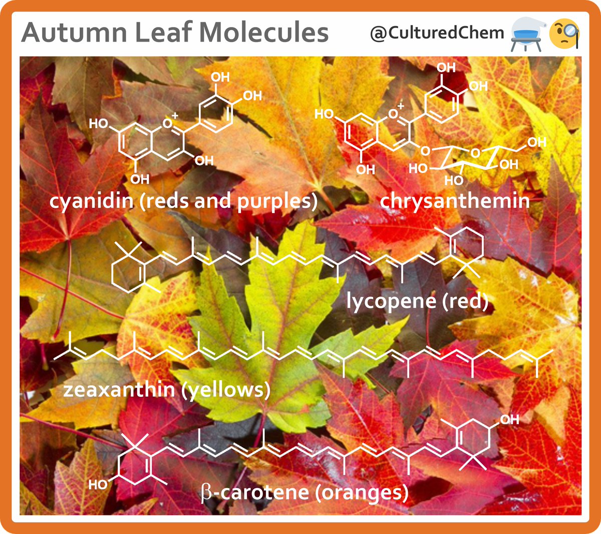CulturedChem's tweet image. As #autumn days get shorter and cooler, deciduous leaves break down their green chlorophyll to let other pigments shine! 🍃💨🍂 

Reds and purples from anthocyanins like cyanin and its derivatives such as chysanthemin. These molecules also lend their colors to many species of…