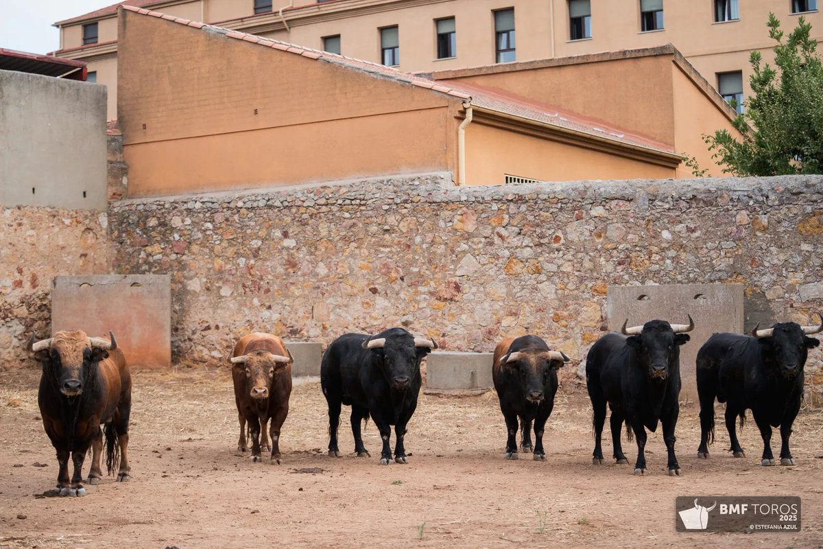 La P.C.T. Albero Charro otorga la I Edición del Premio al Mejor Encierro de la Feria Taurina de la Virgen de la Vega 2025 de Salamanca, patrocinado por el Excelentísimo Ayuntamiento de Vecinos, a la ganadería salmantina de Garcigrande, que lidió en la Glorieta el 14 de septiembre