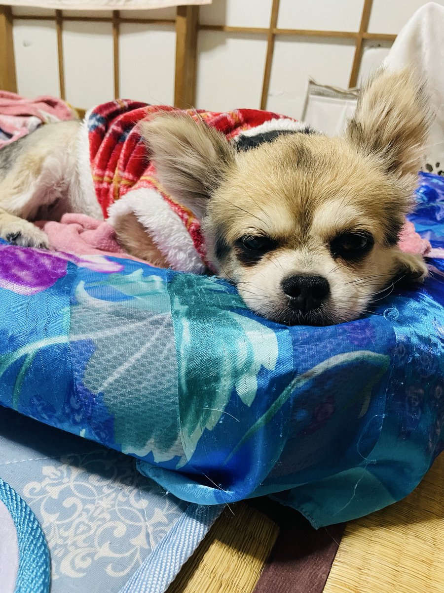 家に帰ったら
ゆきが恐竜みたいな服着てて笑えた🦖母、着せ替え楽しんてる🤣ゆきも満更でもない模様

父が変なTシャツみたいなの着せたらすぐ脱いでたのに
女の子は可愛いのが好きね😘

咲ちゃんは眠たそう💦
不貞腐れ顔

#コーギー #衣替え
#ペット服 #保護犬 
#繁殖引退犬
#デカチワワ