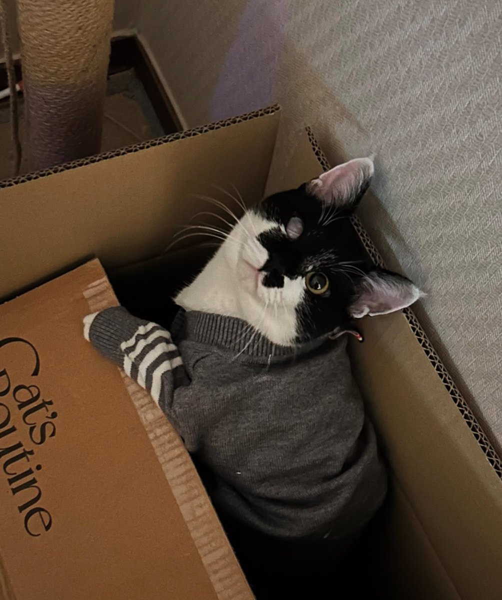 고양이 연습생 시절                                            고양이 데뷔 완