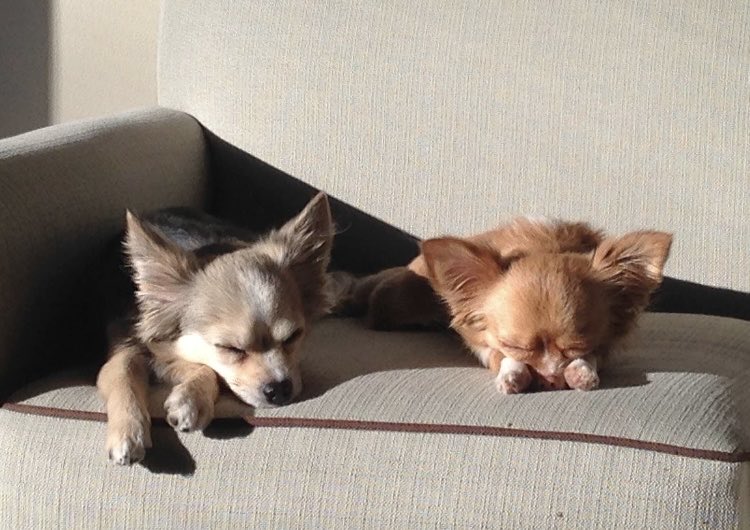 AllisonJoy_RN's tweet photo. @toeknee216 Lola and Chuy say hi! https://t.co/uaSOGSONYS