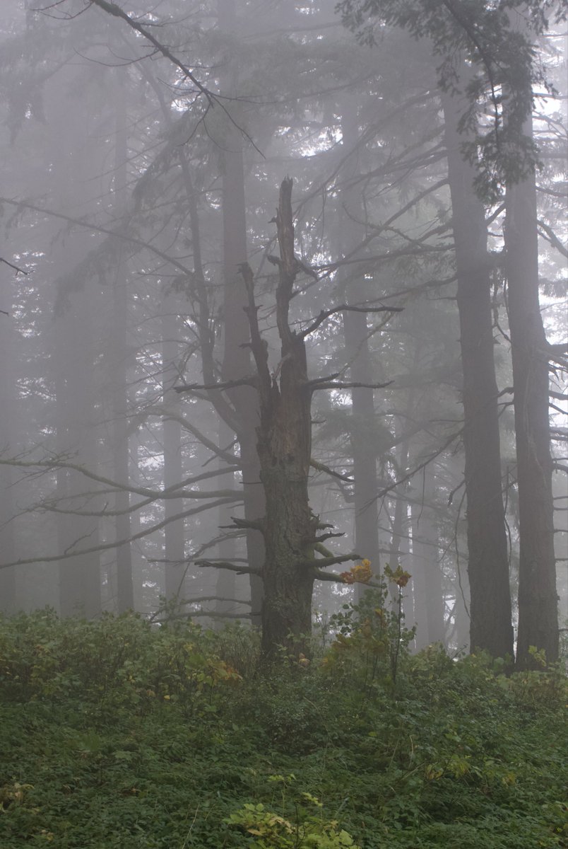 fogbug's tweet image. Fog in my favorite place