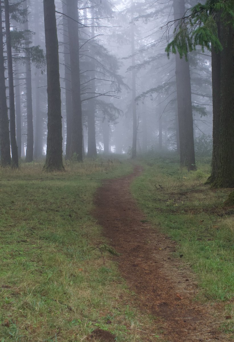 fogbug's tweet image. Fog in my favorite place