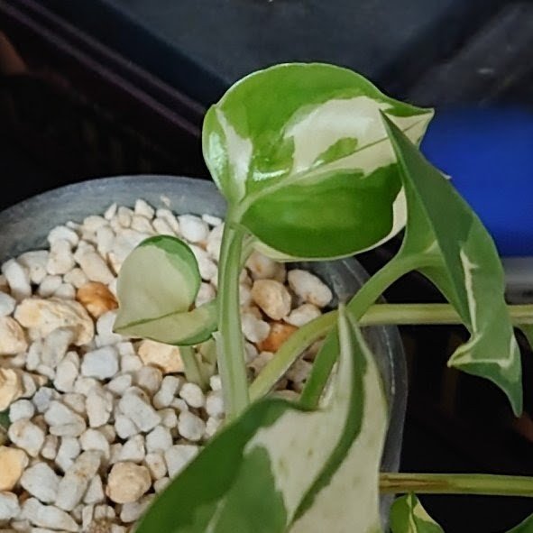 しんさんです ZX-DCL-S(3)CS-(1)(M)｜テルワールド（NTT中古ビジネスフォン