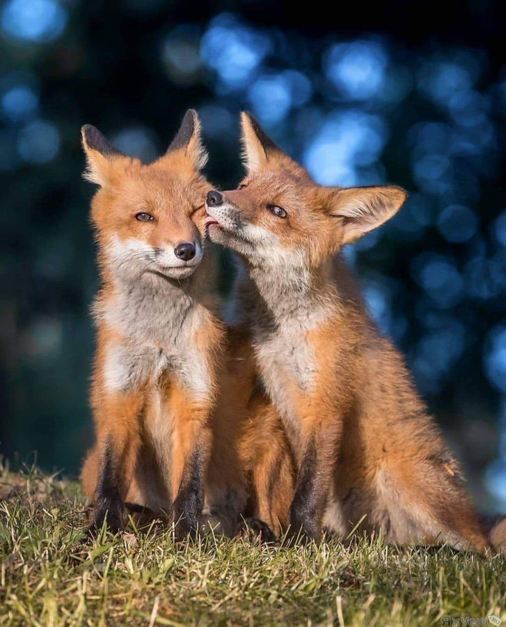 Alanna Gill (@ares18325) on Twitter photo 