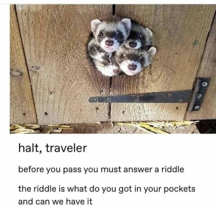 WholesomeMemes (@wholesomememe) on Twitter photo 