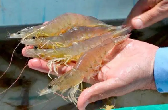 💪 El camarón ecuatoriano hace historia: supera al petróleo y se convierte en el principal producto de exportación del país. Este logro refleja la fuerza del sector acuícola, el esfuerzo de miles de productores y el prestigio internacional.🌎
#EcuadorExporta #CamarónEC #petroleo