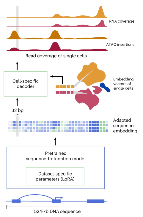scooby achieves DNA sequence-based single-cell level modeling of RNA-seq coverage and ATAC-seq insertion profiles by adapting a deep learning model that predicts bulk RNA-seq coverage. <a href="/thisisjohahi/">Johannes Hingerl</a> <a href="/lauradmartens/">Laura Martens (@lauradmartens.bsky.social)</a> <a href="/gagneurlab/">gagneurlab</a> <a href="/TU_Muenchen/">TU München</a>

nature.com/articles/s4159…