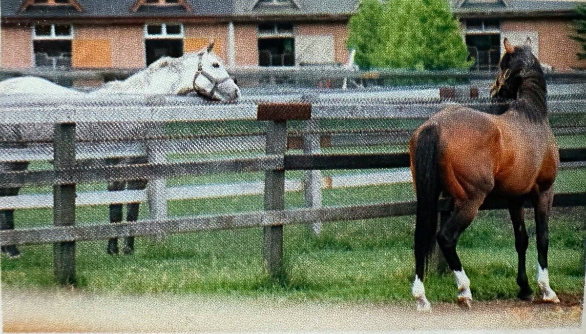 looking at this again it's funny bc when Sunday Silence tried to catch McQueen's attention meanwhile McQueen seemed drawn to Teio LMAO