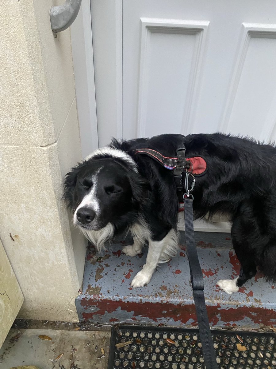 What happens when you tried to take a working breed out in the heavy rain 😂