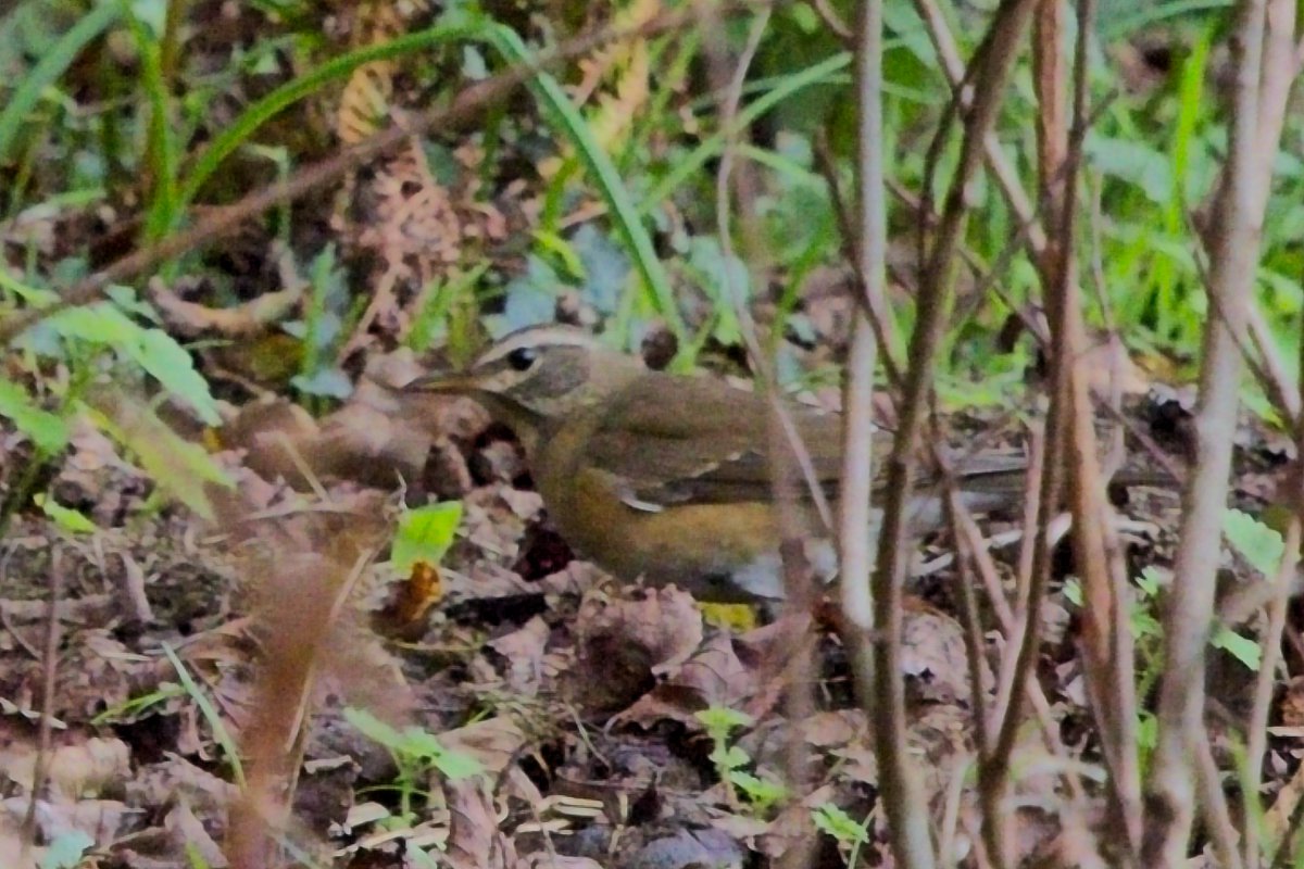 marekwalford's tweet photo. St Agnes - day 5. Back to St Mary's, and this time after a nervous 3 hour wait, good views of the Eyebrowed Thrush! https://t.co/qsurDzcqhW