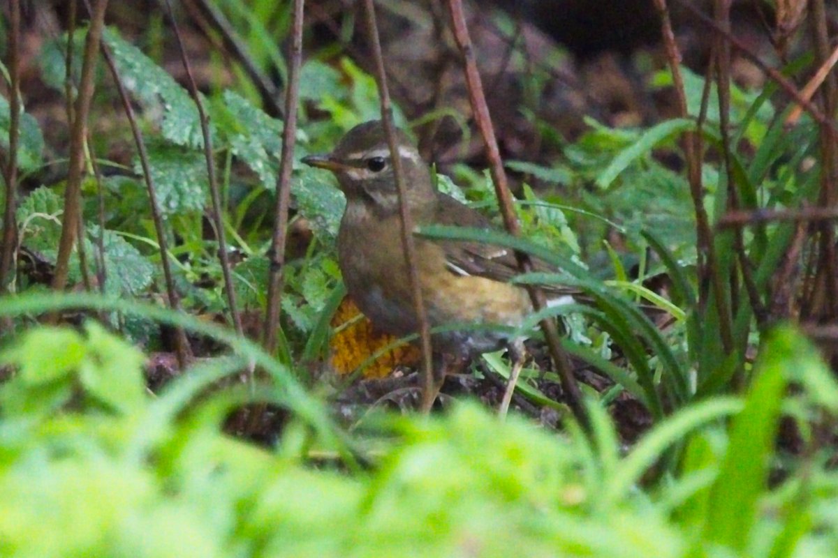 marekwalford's tweet photo. St Agnes - day 5. Back to St Mary's, and this time after a nervous 3 hour wait, good views of the Eyebrowed Thrush! https://t.co/qsurDzcqhW
