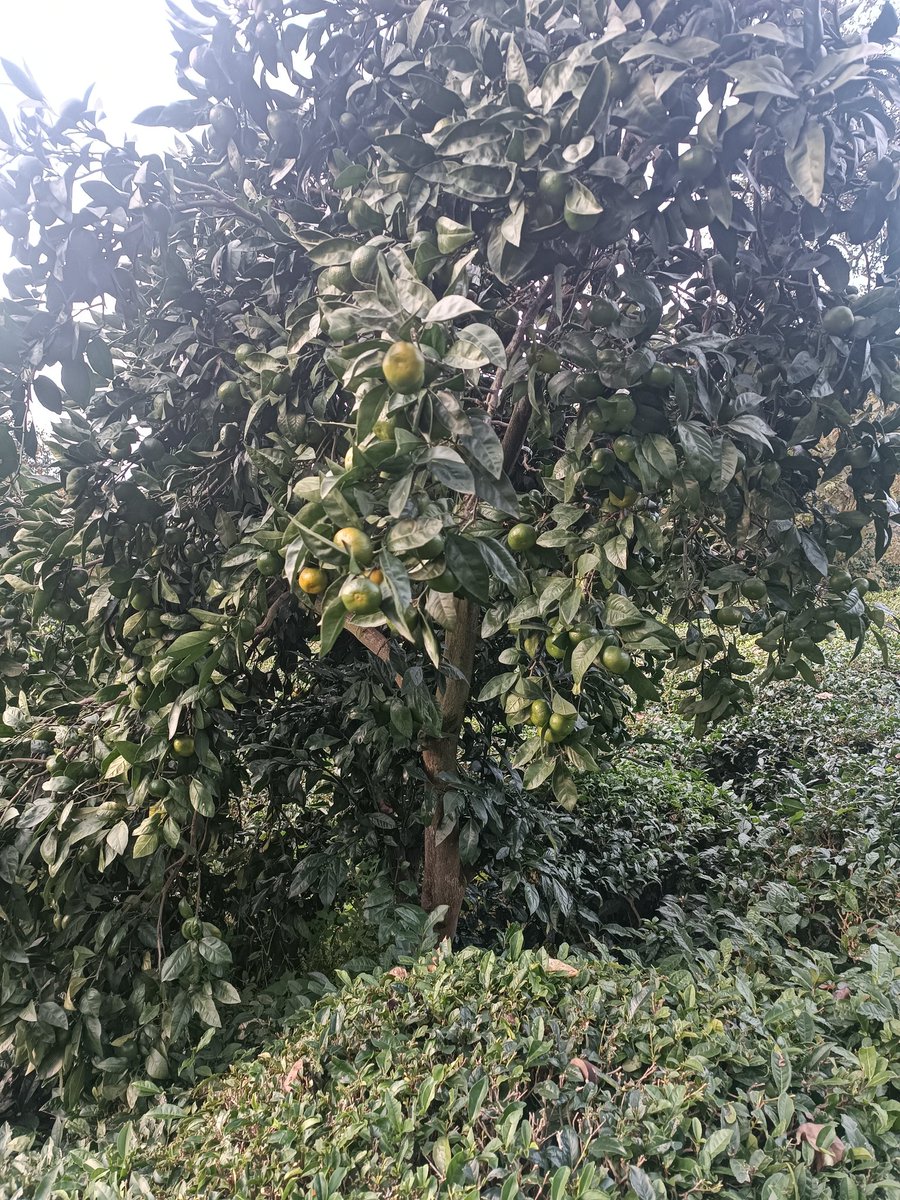 #EGMPromosyondaRekor #besiktasinmacivar #sallandık #ilberortaylı hocam manzara bu ,hem çay hem portakal,mandalina.Hiç birinden vazgeçilmez 😏