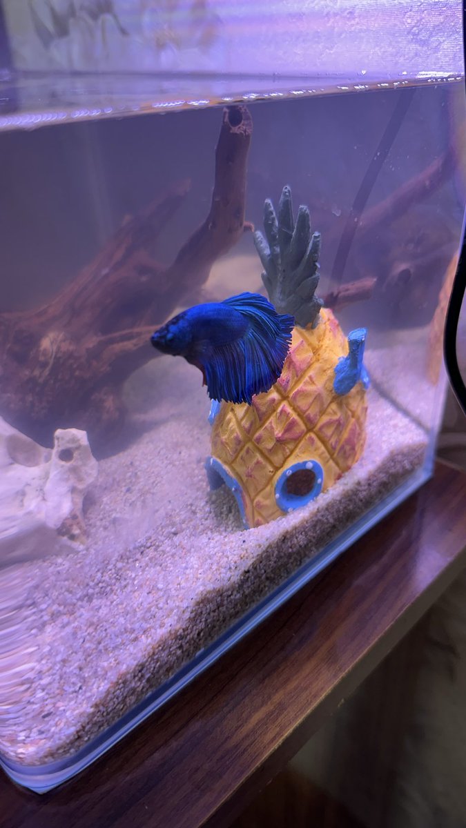 Танишилар, бу Френк