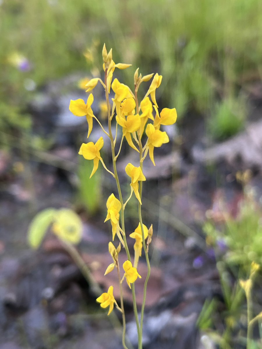 ถึงฤดูกาล ชมพรรณไม้นามพระราชทาน ที่อุทยานแห่งชาติภูพาน จ.สกลนคร

#พรรณไม้นามพระราชทาน #ดุสิตา #มณีเทวา #สร้อยสุวรรณา #ทิพเกสร #สรัสจันทร #อุทยานแห่งชาติภูพาน #สกลนคร #กรมอุทยานแห่งชาติ