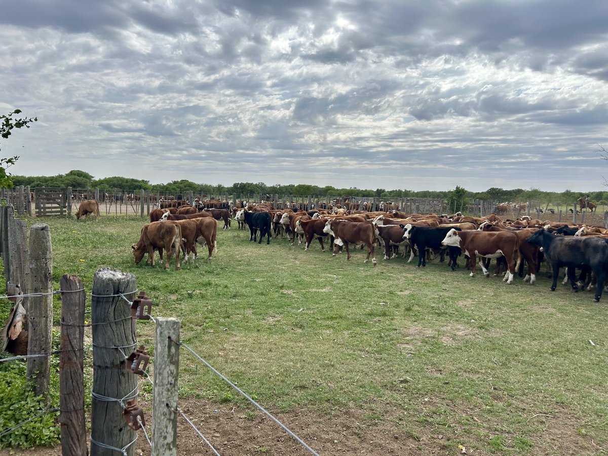 maguilarbenitez's tweet image. Vista de #MiOficinaHoy 
Recorrida por Ea La Madrugada, Balnearia Cba 
Vacunación Aftosa 
#LasChilcas