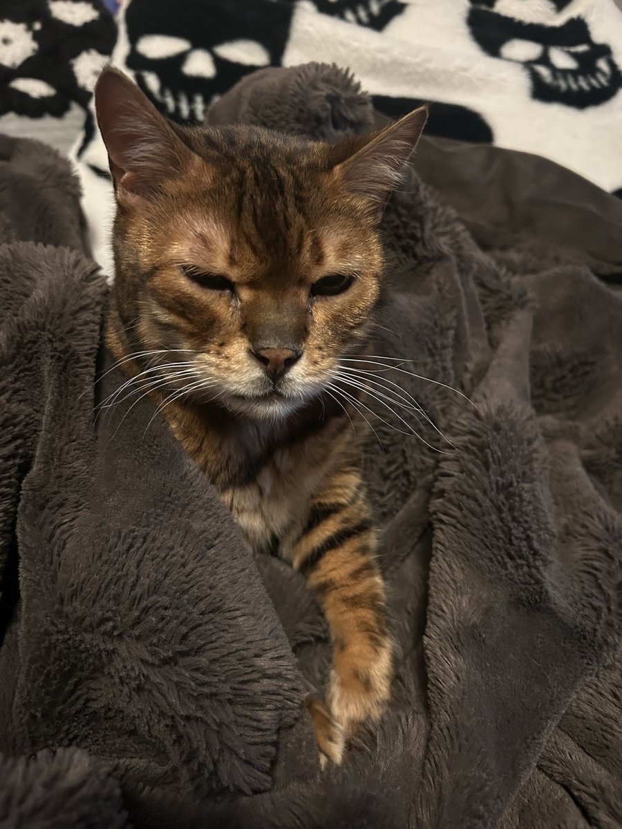 Happy #WhiskersWednesday to you all! 
It’s a little chilly day here and I enjoy the warmth of mommy’s blankie😹❤️