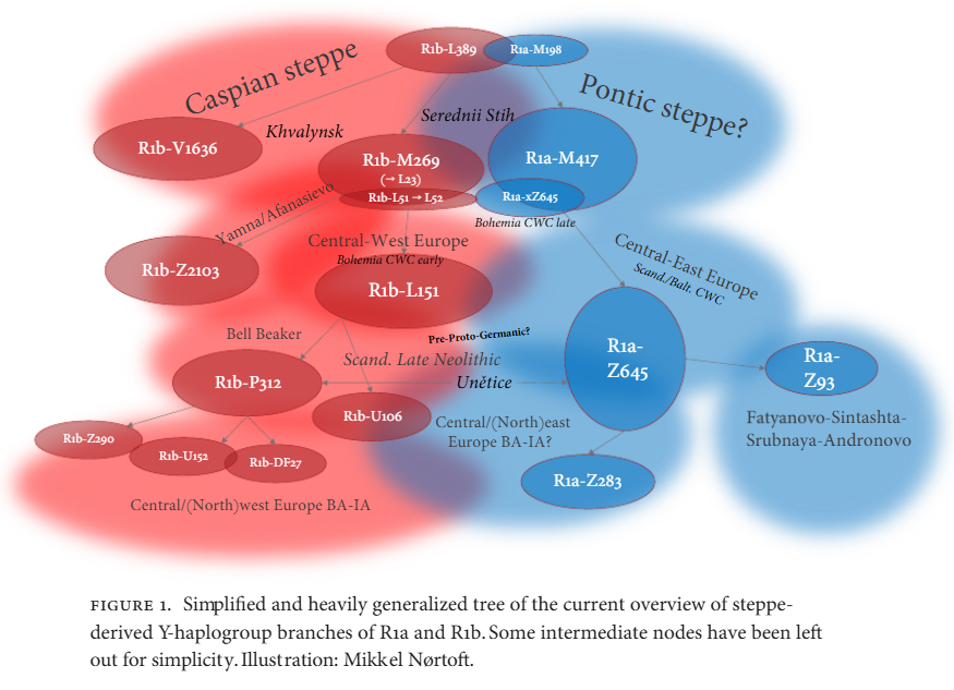 lefineder's tweet image. Simplified tree of R1a and R1b y-chromosomes and the archaeological cultures they're associated with.