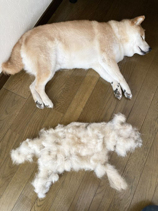 柴犬が好き 柴犬が好きすぎる＊シバ田 on X