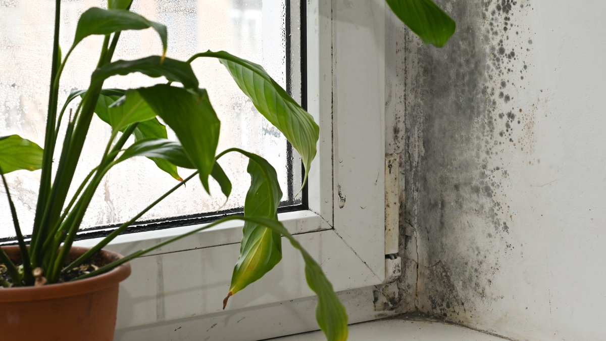 JP McHale Pest Management LLC tweet media