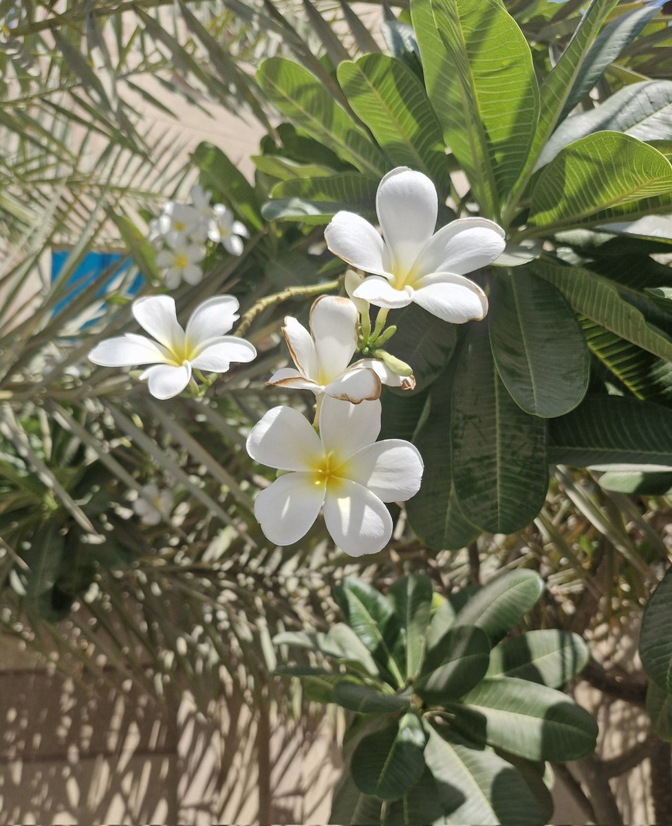 a1234a664's tweet photo. فاتن 🏵 https://t.co/uAOQjIlx1V