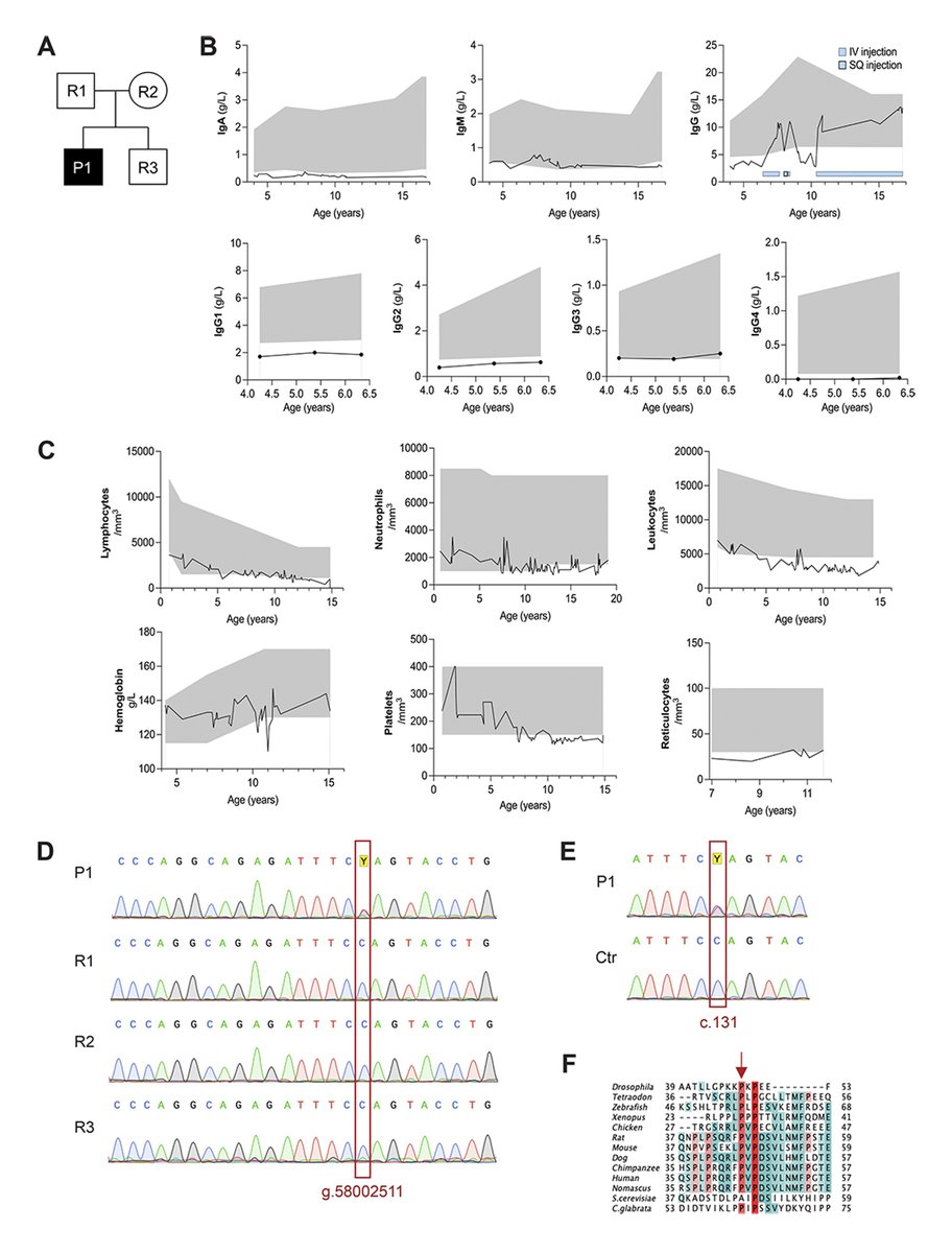 jhumimmunity's tweet photo. New study from Valagussa, Kracker et al. @Inserm identifies and characterizes a novel heterozygous USB1 variant (p.P44L) in a patient with #hypogammaglobulinemia and low #neutrophil counts, showing altered protein localization and function. https://t.co/TZ8YbOs4wF https://t.co/iFvhVGcbG3