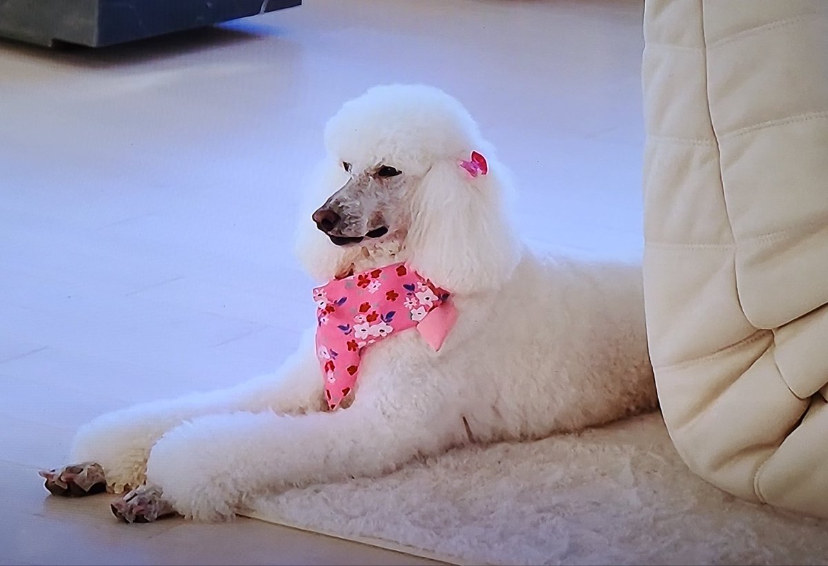 Celia farted every channel on my TV, the celebrity traitors, RHOSLC… What’s next? 🤣🤣🤣🤣#CelebrityTraitors #RHOSLC