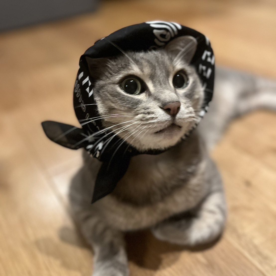 happy birthday to kohaku!!! we love you diva 🫶🏻