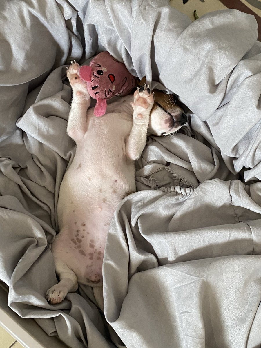 AleBruyer tweet media