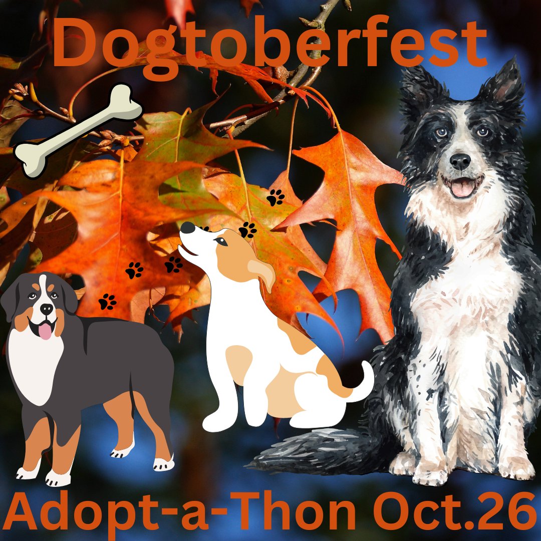 The Tucson Dog Mag tweet media