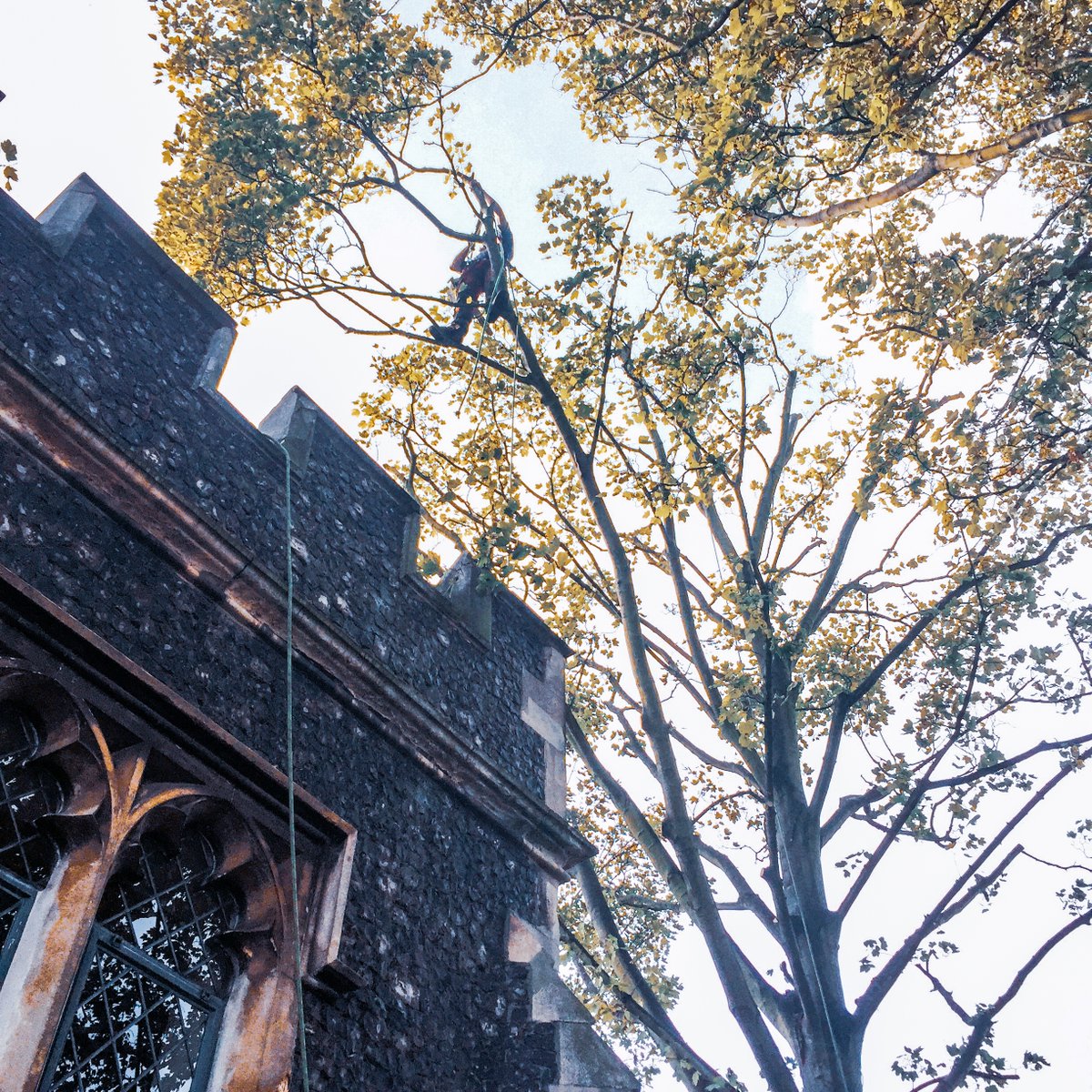 abouttrees's tweet image. Delicate pruning job next to a listed building this week in Kent.
No room for error — just skilled climbing and precision cuts.
🌿 Need sensitive tree work?
🌐 bit.ly/3BVCsYT 

#TreeSurgery #Kent #ListedBuilding #Arborist