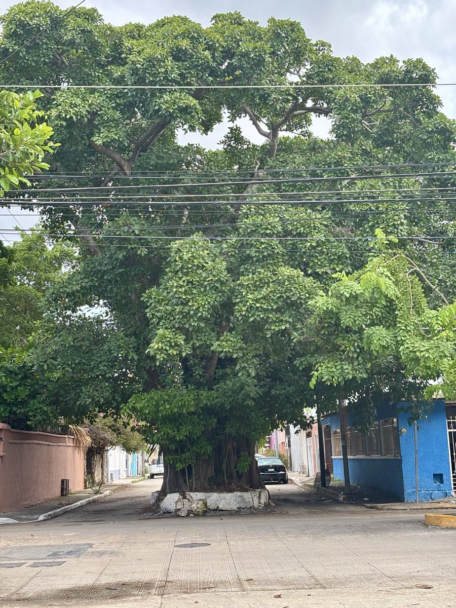 ChuchoRodrigueH's tweet photo. @arbolenfoto andares donde la naturaleza se planta majestuosa. https://t.co/U25pN4LRdb