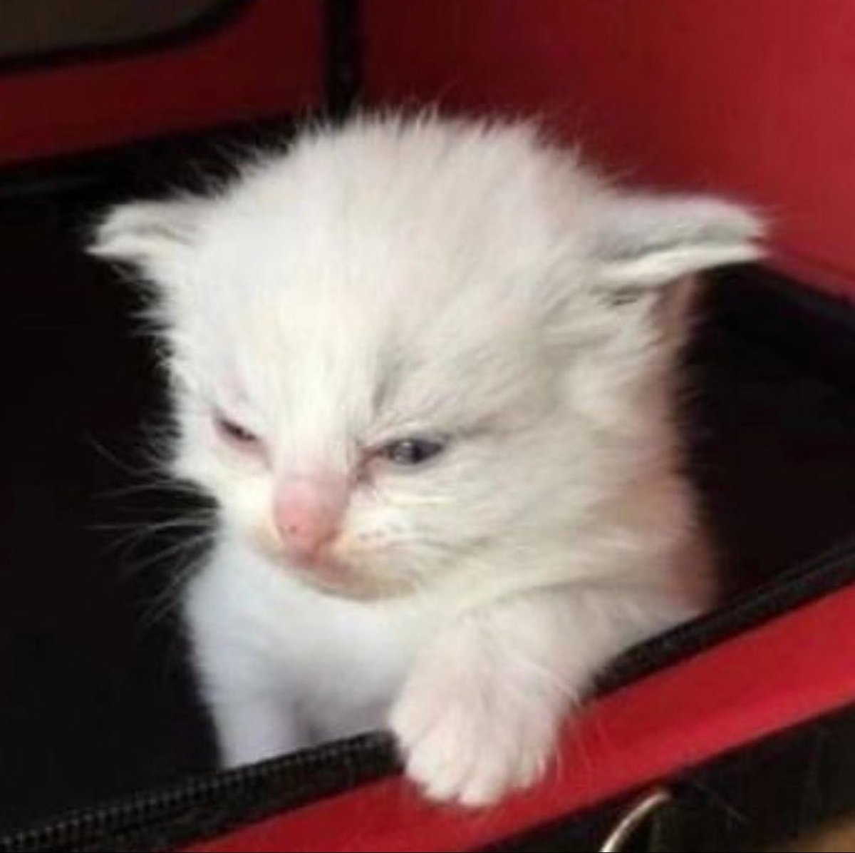 crypto_raly's tweet photo. Took a nap and woke up to CT in disarray. https://t.co/O4Tmqr5BMi