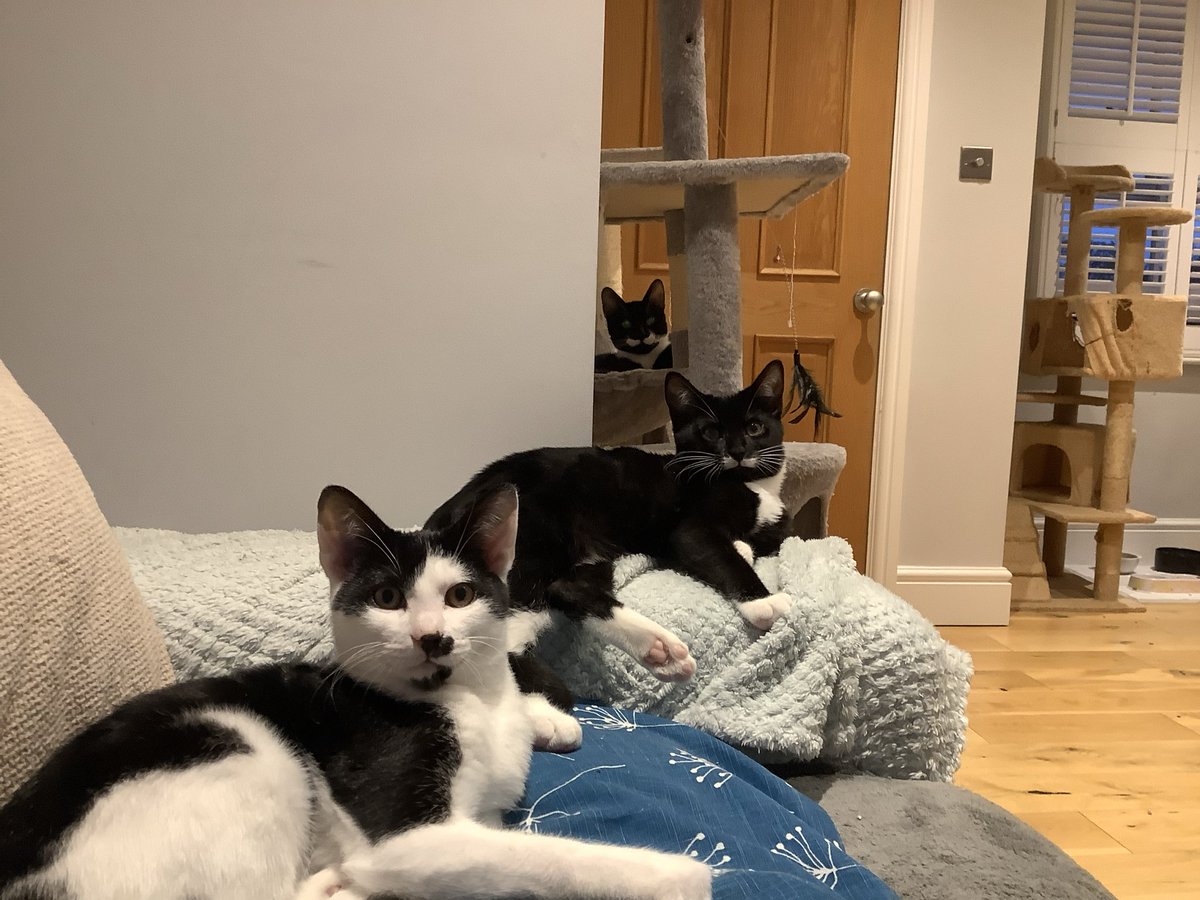 Still waiting for someone to love us forever. #AdoptDontShop #cats #kittens #katzen 

rspca.org.uk/local/north-we…

rspca.org.uk/local/north-we…