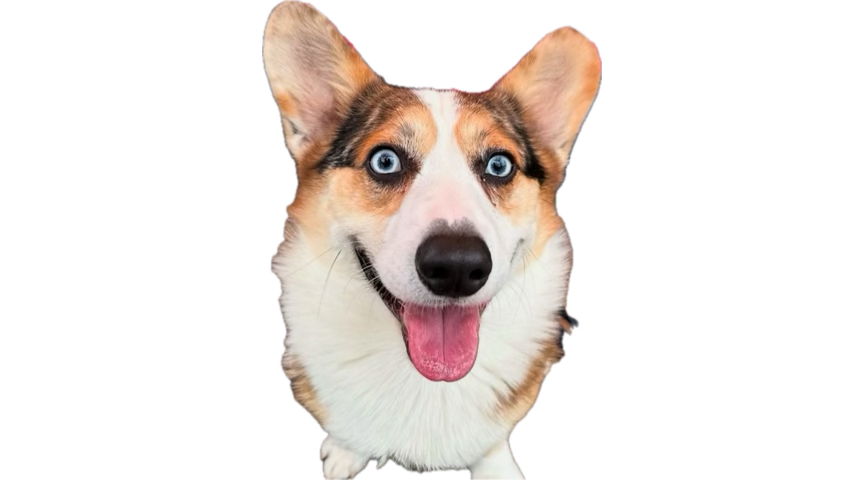 deizsee's tweet photo. @housetourhacker i am barista https://t.co/Llrz0uMOtX