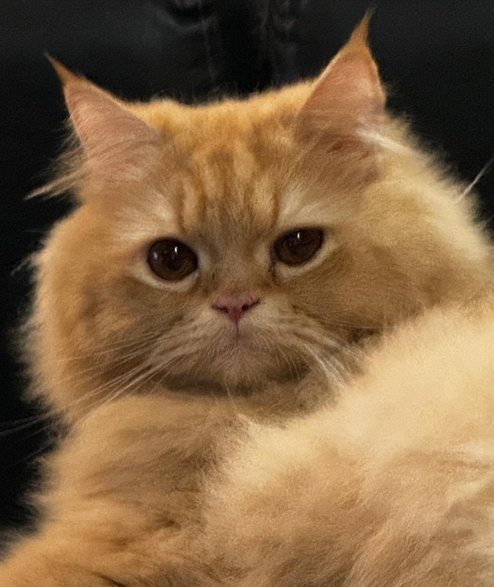 BoYoong_ML's tweet image. ทั้งหมดนี้มีแฟนและแม่เป็นแมวส้ม