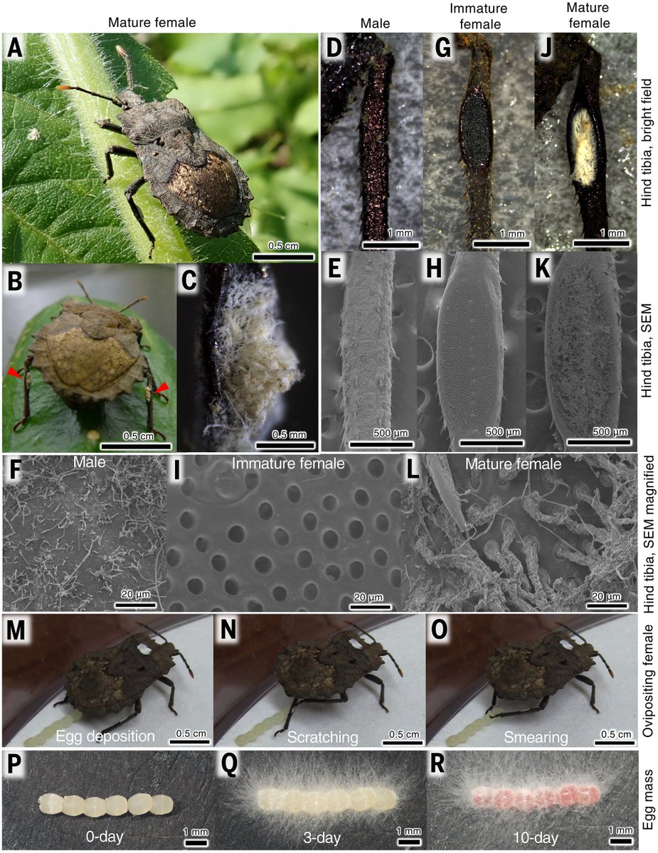 jlsteenwyk's tweet image. Not today, parasitic #wasps!✋🚫

#Stinkbugs use a fungus-carrying organ on their hind legs to coat their eggs in #fungi🍄🦵

This provides a physical defense against #parasitic wasp oviposition🛡️