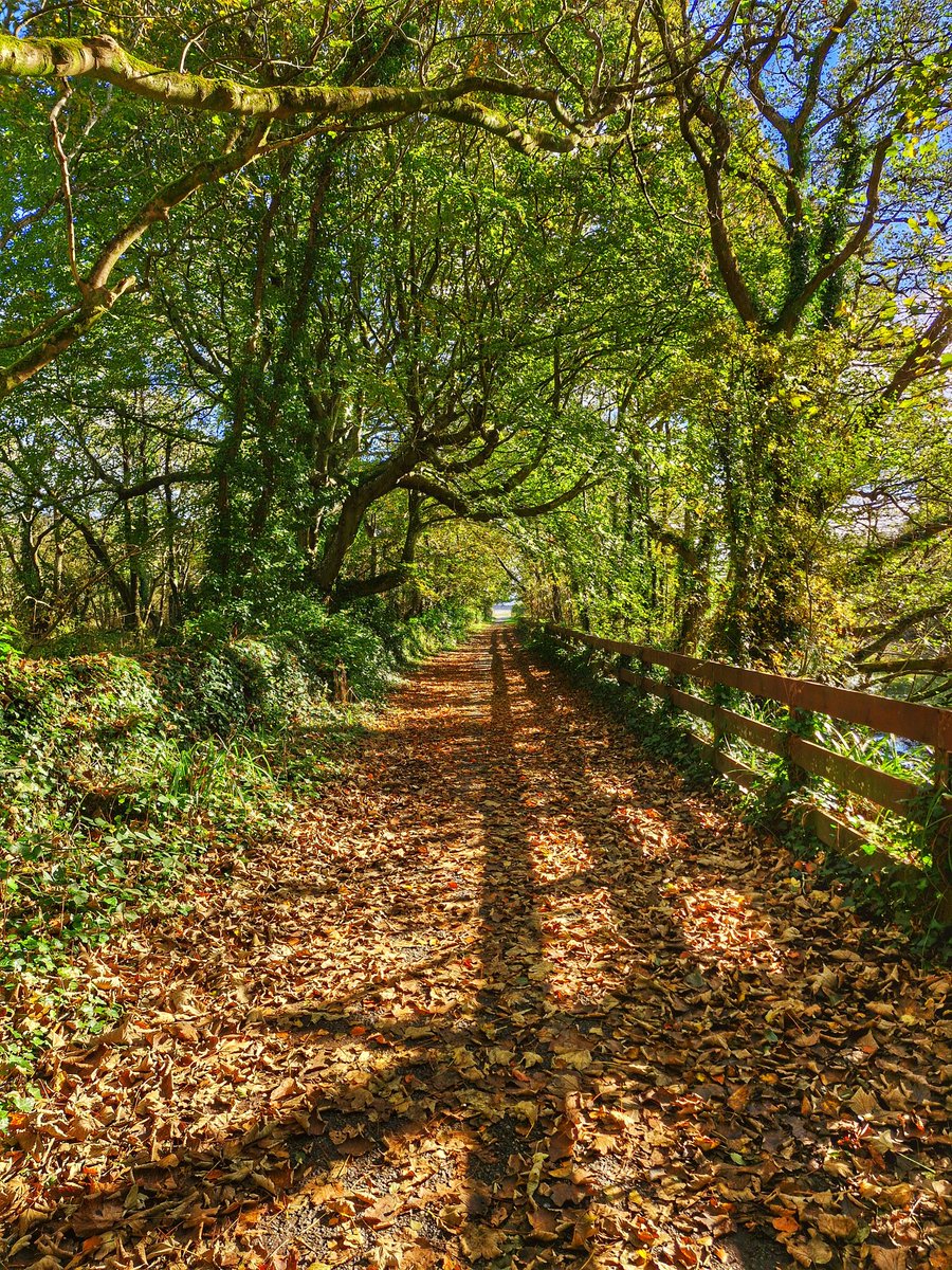 Anthony Ward tweet media