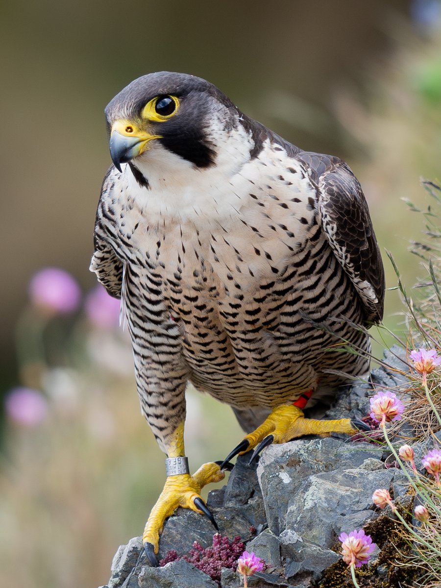 manxmannin's tweet image. Peregrine Falcon (Orange 27 photographed in 2018) I've photographed this bird thousands of times since summer 2017. Unfortunately, she passed away today, probably the most photographed Manx bird ever. What a loss, but what a bird... #isleofman #NatureBeauty