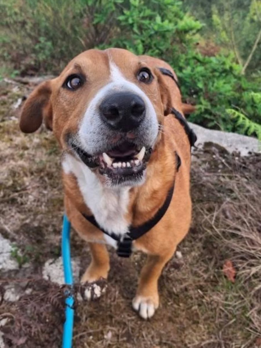SOS Abuelos (@sosabuelos1) on Twitter photo #Pontevedra
#DUQUE tiene 7 años. Absolutamente, todos sus paseantes vuelven encantados con esta cosita tan adorable.
Con los perretes tuvo algún que otro roce, así que somos muy cautas a la hora de seleccionar a su futura familia, pero lo que no dudamos es que se va a llevar de #Pontevedra
#DUQUE tiene 7 años. Absolutamente, todos sus paseantes vuelven encantados con esta cosita tan adorable.
Con los perretes tuvo algún que otro roce, así que somos muy cautas a la hora de seleccionar a su futura familia, pero lo que no dudamos es que se va a llevar de