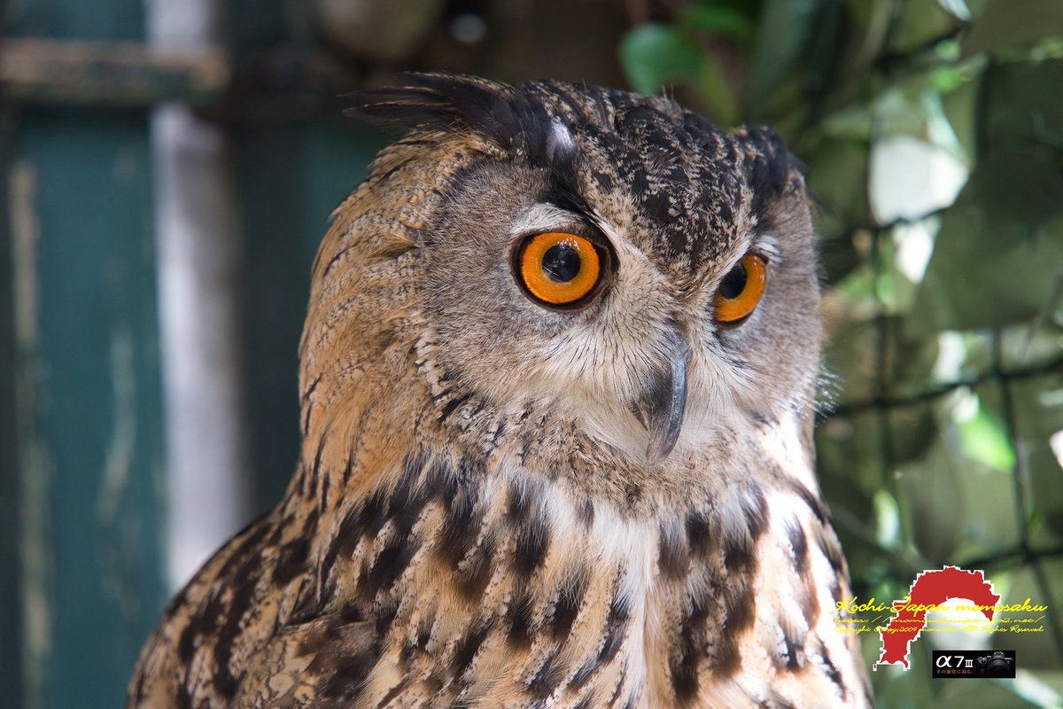  バード　owl フクロウ 🍜🅼OⓂO🅂AⓀU＠ゆぅ📷 on X