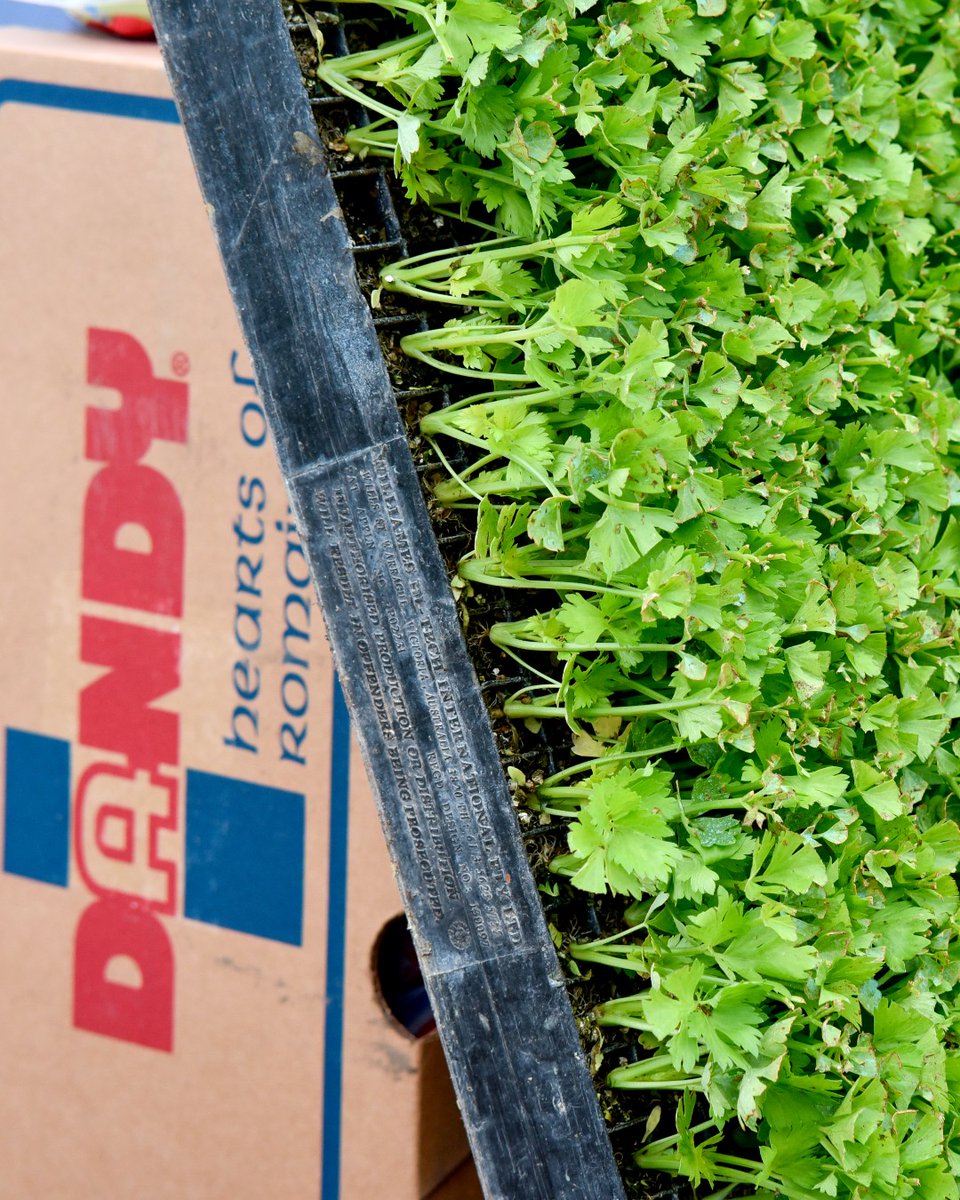 dandy_fresh's tweet image. Little stalks, big beginnings! 🌱 Here’s a peek at #celery before it hits the soil. These baby stalks are thriving in their trays, getting strong and #healthy before they’re transplanted into the ground to grow crisp, flavorful celery. How cool!