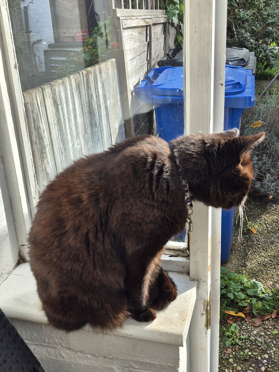 Found an indoor sunpuddle for my #Hedgewatch this afternoon. Can you see my whiskers shining in the sun? #WhiskersWednesday Oulton 🐾