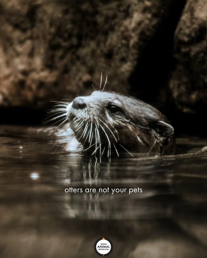MoveTheWorldUS's tweet photo. Otters may look cute and cuddly, but they're wild animals. Captivity cannot fully meet their needs. #NotPets 🦦 https://t.co/5HD1Q0bJan