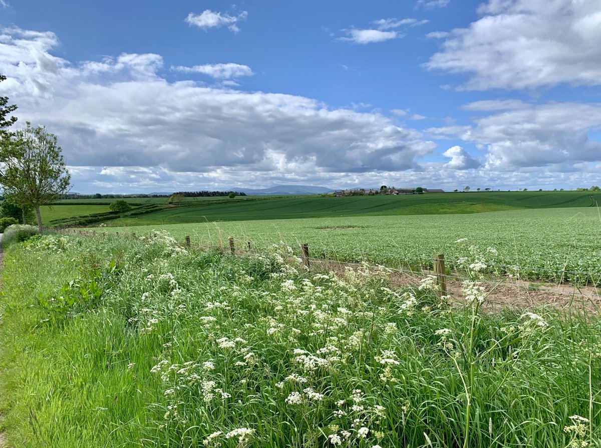 #BLOG: Following the recent announcement from Defra about the one-year extension for CS agreements, public funding delivery lead Hannah Clarke recaps the details, answers some common questions and shares guidance around next steps: loom.ly/WQsvBoU