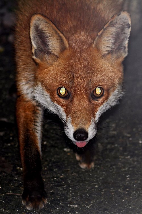 Alanna Gill (@ares18325) on Twitter photo 